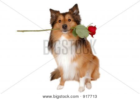 Chien romantique