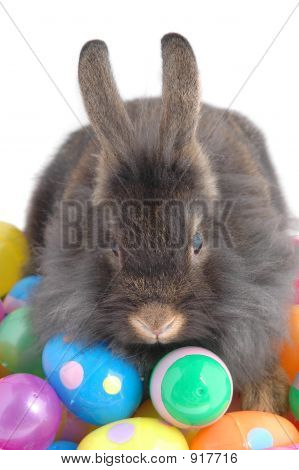 Ne touchez pas mes oeufs!!