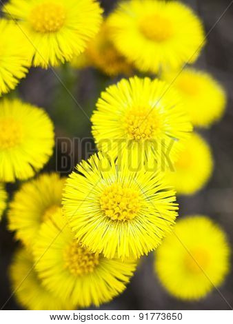 Yellow Coltsfoot Flowers (tussilago Farfara)
