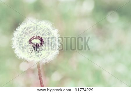 Close Up Of Dandelion With Abstract Color