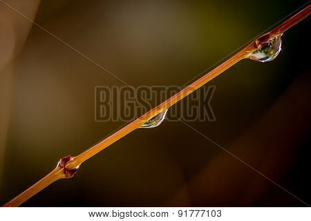Branch with water drops