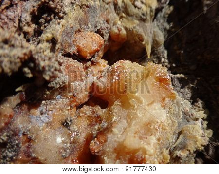 A drop of resin on the trunk