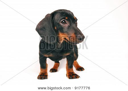 bella giovane daschund cucciolo