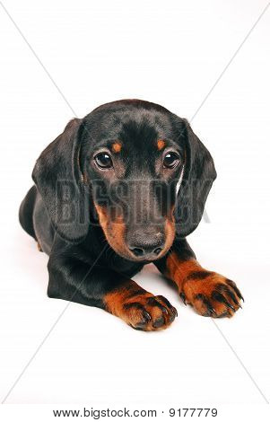 bella giovane daschund cucciolo
