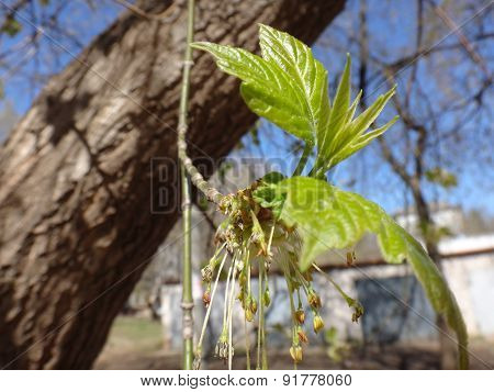 A branch of trees