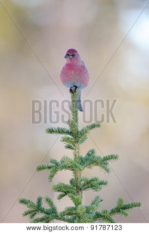 Grosbeak on branch
