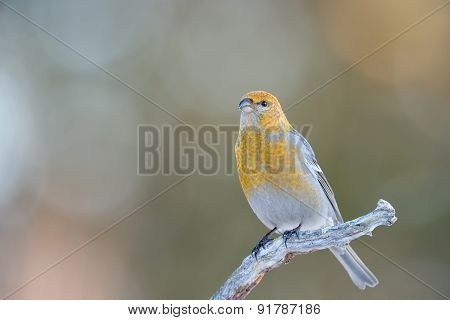 Grosbeak on branch