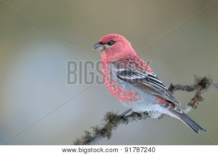 Grosbeak on branch