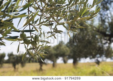 Olive Branches