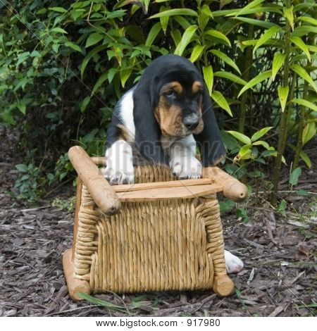 Puppy_01