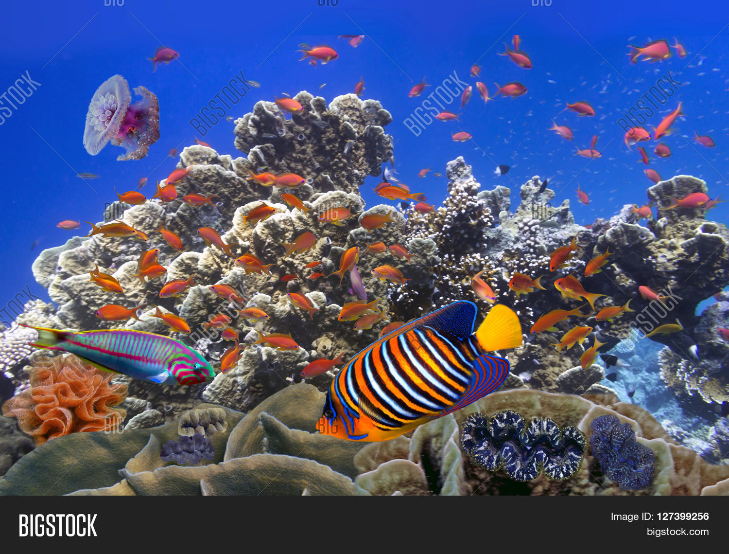 School Coral Image & Photo (Free Trial) Bigstock