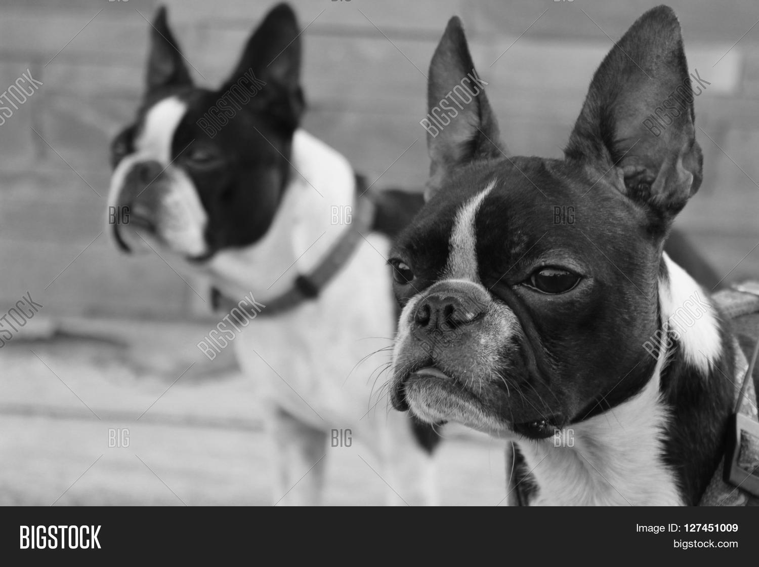 Are Boston Terriers Only Black And White