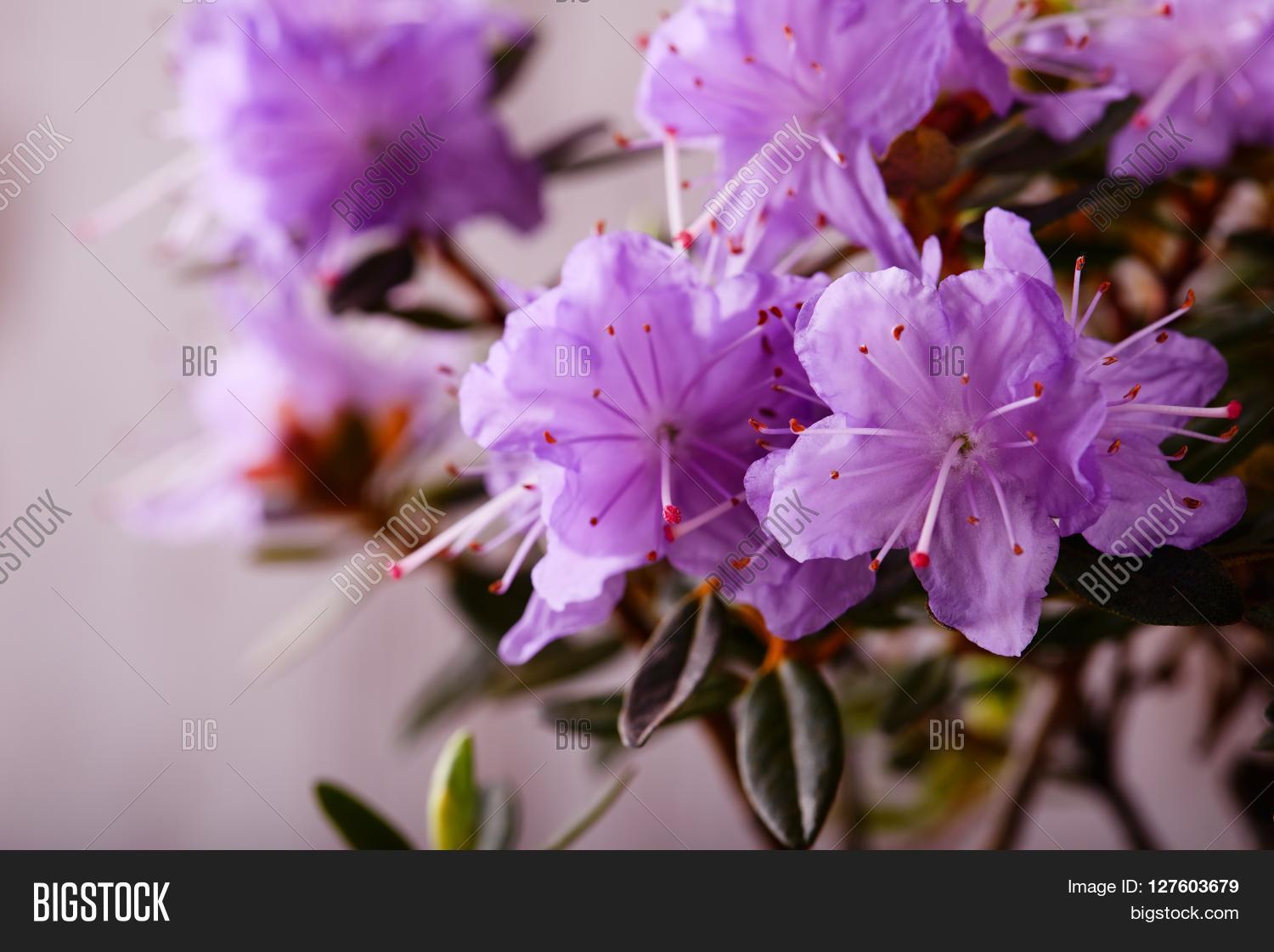 Group Pink 图片和照片（免费试用） | Bigstock
