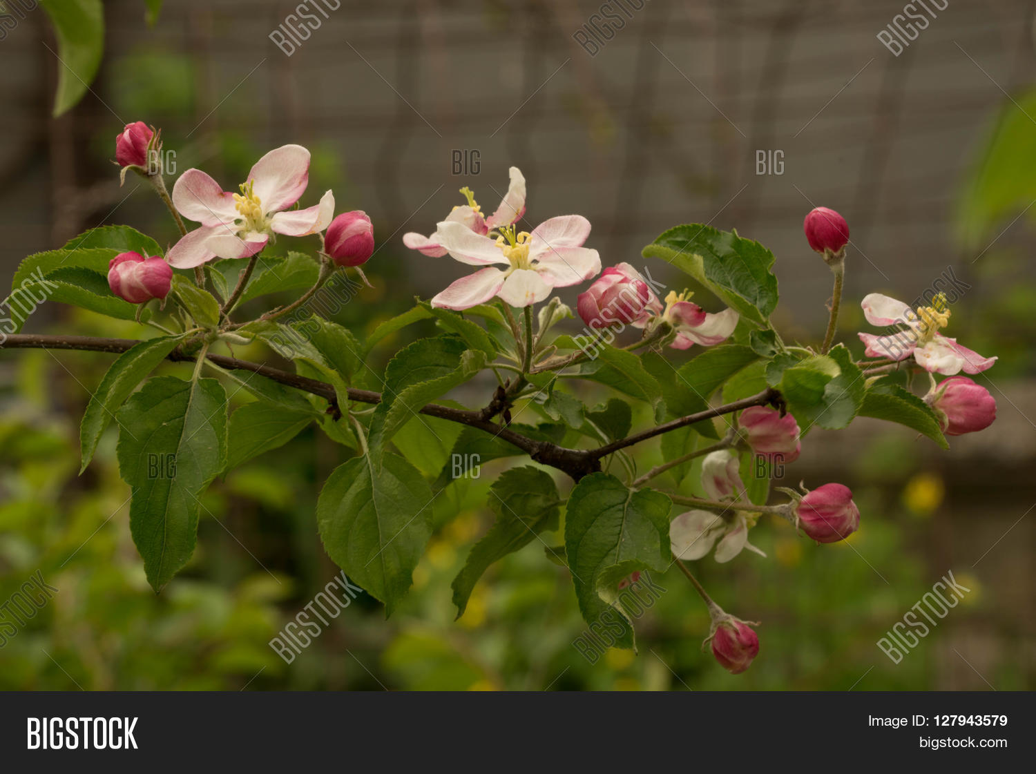 Apple Trees Bloom Image & Photo (Free Trial) Bigstock