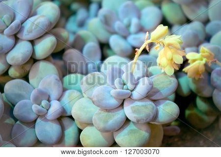 Pachyphytum oviferum - blossoming decorative succulent. close up