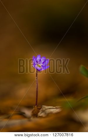Artistic blur effect of beautiful wild blue jewel flowers, Hepatica transsilvanica in the forest, on a sunny spring day