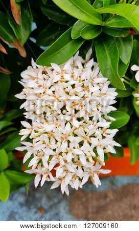 Ixora coccinea jungle geranium flame of the woods or jungle flame