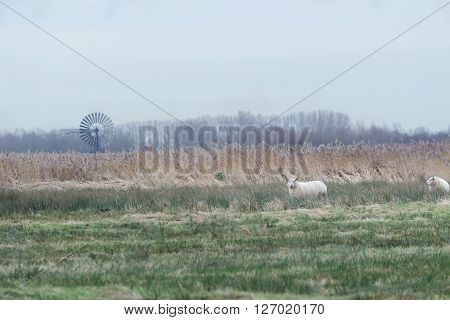 White sheep grazing on farm pasture with long grass
** Note: Visible grain at 100%, best at smaller sizes