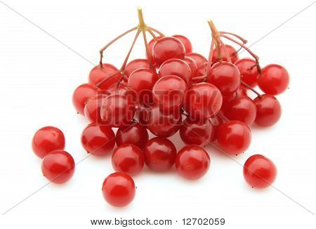 Viburnum dolce
