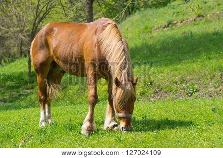 Lonely draft horse on a spring pasture