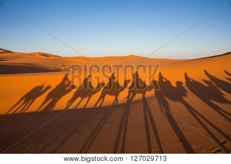 Camal caravan on a Nomad trip through sand desert