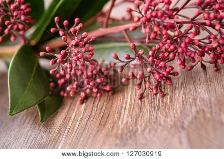 plant pink skimmia on the wooden background