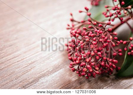plant pink skimmia on the wooden background