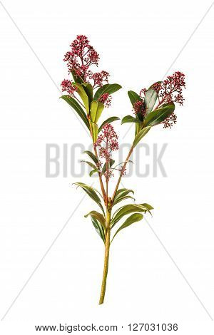 Skimmia japonica buds on the white background