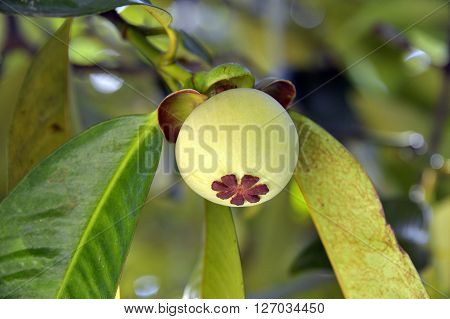Developing Mangosteen fruit Garcinia Mangostana in Thailand.