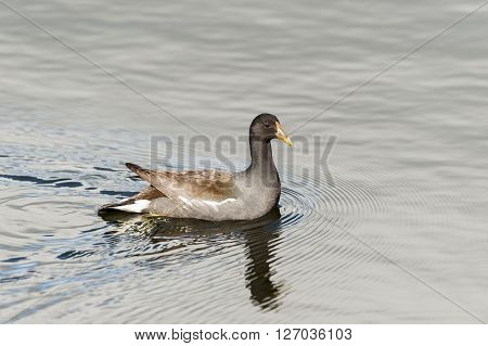 Common Gallinule creating a field of ripples as it paddles along