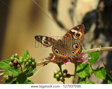 A buckeye butterfly (Junonia coenia) rests on a branch.
** Note: Visible grain at 100%, best at smaller sizes