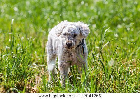 Details of a white shelter poodle on a meadow
