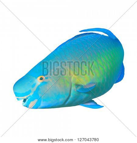 Tropical fish: Steephead Parotfish isolated on white background