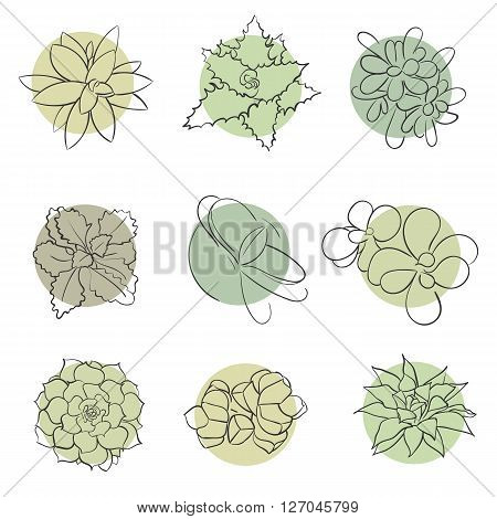 Vector illustration set of hand drawn succulents growing.