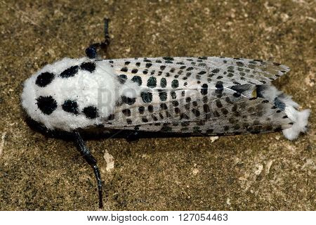 Leopard Moth (Zeuzera pyrina) from above. Striking and unusual white moth with black spots in the family Cossidae
** Note: Visible grain at 100%, best at smaller sizes