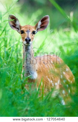 Wild African Bushbuck