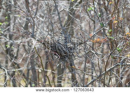 a small bird nest sitting in the crook of a bare tree