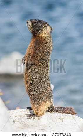Yellow-bellied marmot (Marmota flaviventris) from the Grand Teton national park. Wyoming, USA