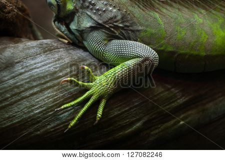 Foot of the green iguana (Iguana iguana). Wild life animal. 
