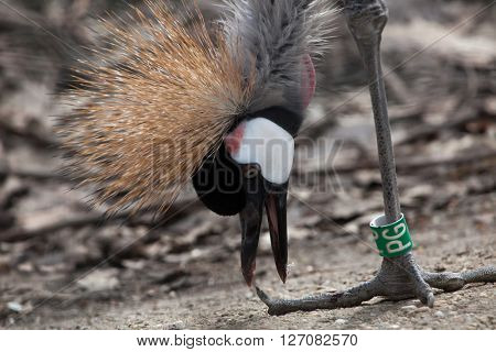 Grey crowned crane (Balearica regulorum). Wild life animal. 