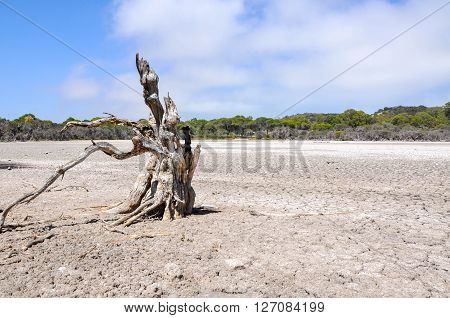 Drought at Manning Lake with a dry cracked bed and leafless tree surrounded by wetland trees in Hamilton Hill, Western Australia.