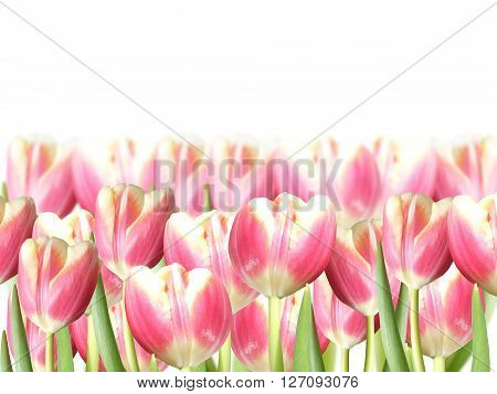 Delicate floral pattern. Pink tulips. Isolated. Macro