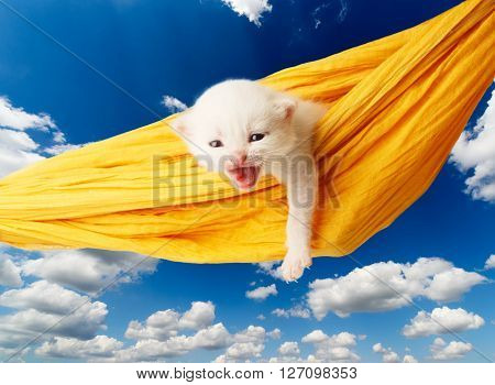 White kitten in a yellow hammock. Cute white kitten in a hammock having rest, growling, isolated at blue sky. Adorable pet. Small heartwarming kitten. Little cat. Animal isolated. High key