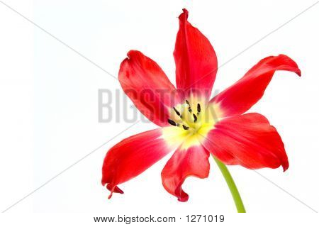Tulipa Agenensis