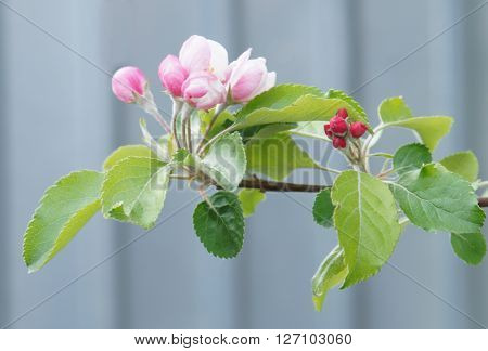 Bloming branch of apple tree (spring blossom)