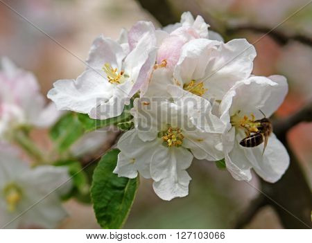 Bee on bloming branch of apple tree (spring blossom)