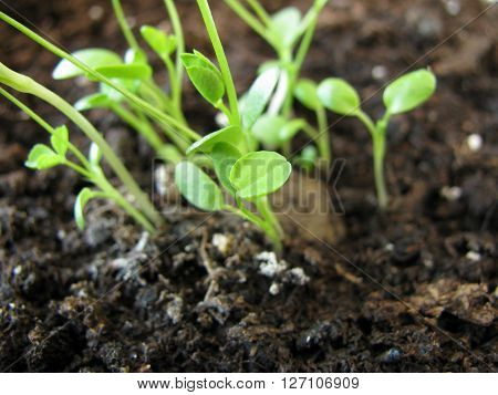 Small seed ball with green flower seedlings