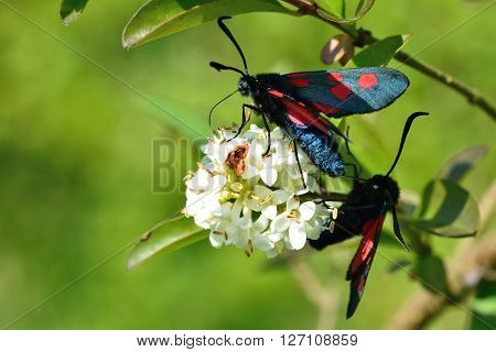 Narrow-bordered five-spot burnet moths (Zygaena lonicerae). Pair of moths in the family Zygaenidae nectaring on privet flowers, in a British meadow