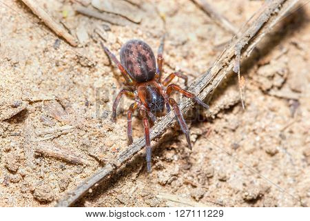 Scotophaeus blackwalli spider on the ground , the other name of it is Brown House Spider