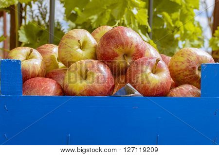 Apples in wooden box apples in the field